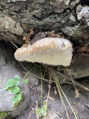 Spongiporus leucospongia