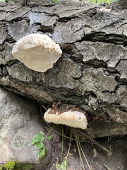 Spongiporus leucospongia