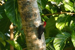 Melanerpes radiolatus