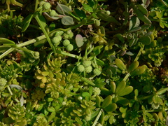 Galium verrucosum