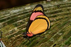 Batesia hypochlora