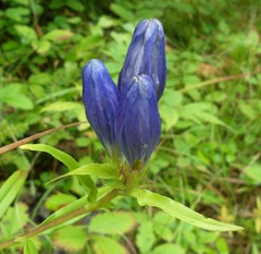 Gentiana linearis