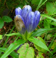 Gentiana linearis