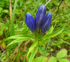Gentiana linearis