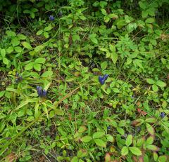 Gentiana linearis
