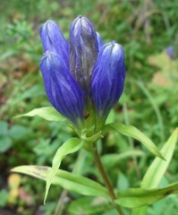 Gentiana linearis
