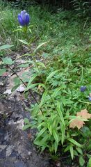 Gentiana linearis