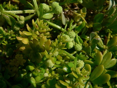 Galium verrucosum