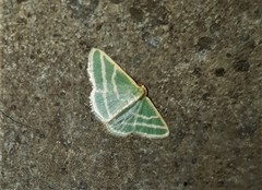 Mixocera frustratoria