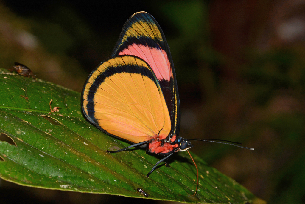 Batesia hypochlora