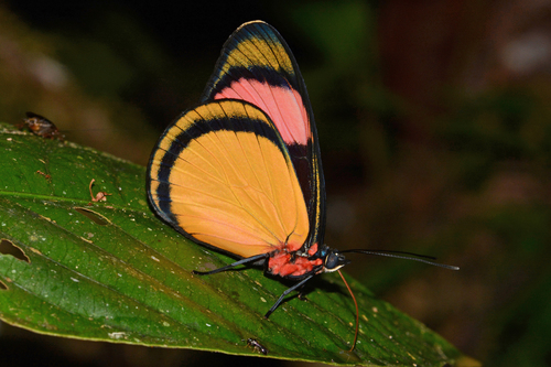 Batesia hypochlora Felder, 1862