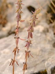 Galium verticillatum