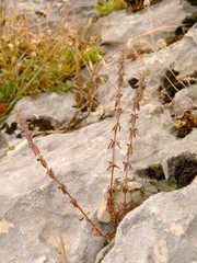 Galium verticillatum