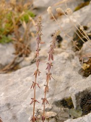 Galium verticillatum