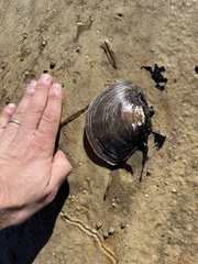 Utterbackiana suborbiculata