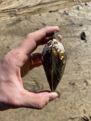 Utterbackiana suborbiculata