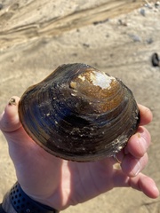 Utterbackiana suborbiculata