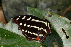 Catonephele acontius