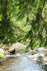 Taxus globosa