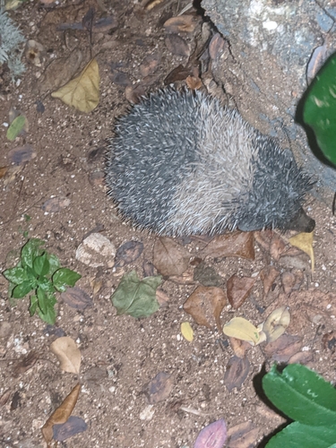ヨツユビハリネズミ