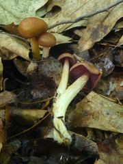 Mycena rutilantiformis