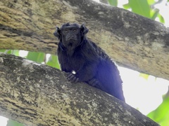 Saguinus ursula