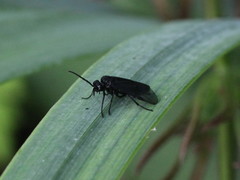 Rhadinoceraea micans