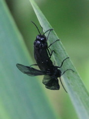 Rhadinoceraea micans