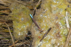 Protallagma titicacae