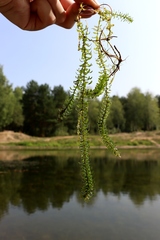 Elodea canadensis