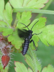 Rhadinoceraea micans