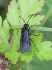 Rhadinoceraea micans