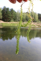Elodea canadensis
