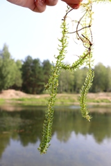 Elodea canadensis