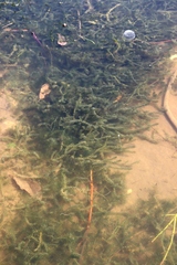 Elodea canadensis