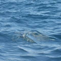 Lepidochelys olivacea