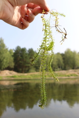 Elodea canadensis