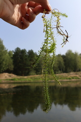 Elodea canadensis