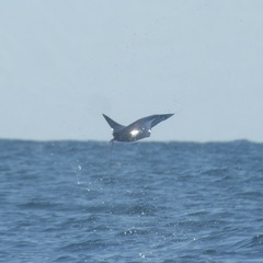 Mobula munkiana
