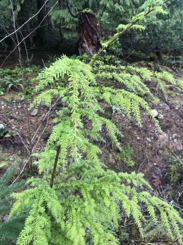 western hemlock