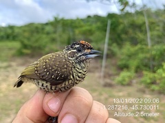 Picumnus exilis buffonii