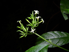 Morinda brachycalyx