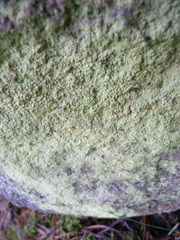 Chrysothrix chlorina