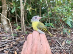 Ashy-Headed Greenlet photo 4