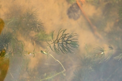 Ceratophyllum demersum