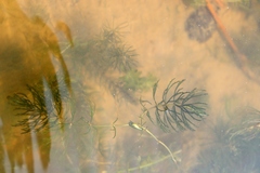 Ceratophyllum demersum