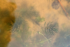 Ceratophyllum demersum