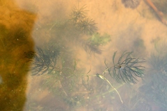 Ceratophyllum demersum