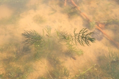 Ceratophyllum demersum