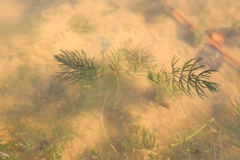 Ceratophyllum demersum